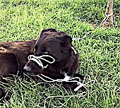 K&ouml;peğin Ayaklarını ve Ağzını Bağlayarak &Ouml;l&uuml;me Terk Ettiler