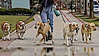 Köpek Gezdirme