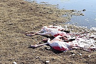 Konya'da Flamingo Katliamı