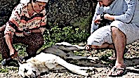 Milas'ta 7 Köpek Öldürüldü