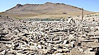 May Barajı'ndaki Balıklar Öldü