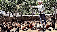 Orman Kurmak İçin Tavuklarını Satışa Çıkaran Meliha Gedik