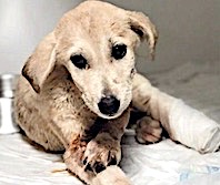 Yavru K&ouml;pek Kuzey'i Vuran Yakalandı